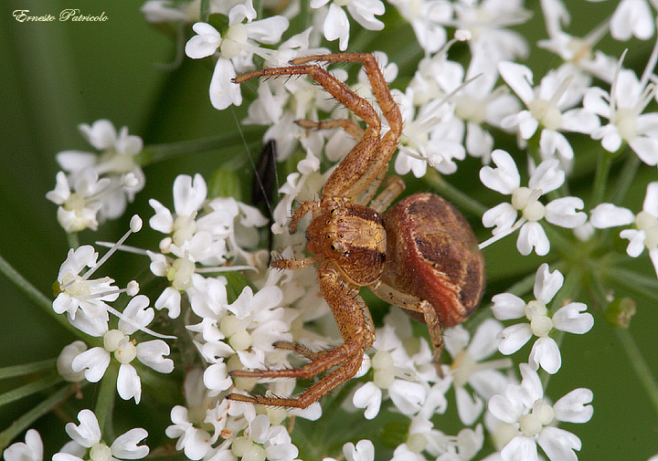 Xysticus sp.